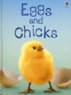 Eggs and Chicks.jpg